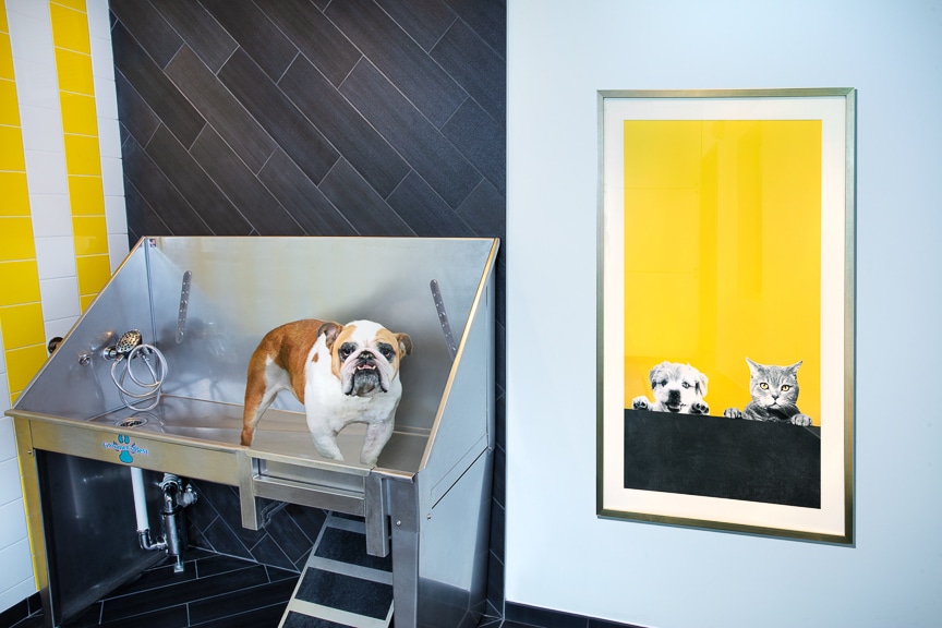 pet spa with dog in wash bin and fun artwork at scout fairfax luxury apartments